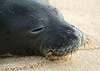 (December 12, 2010) North Shore - Monk Seal on Sunset Beach